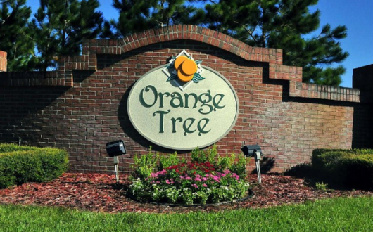 Orange Tree